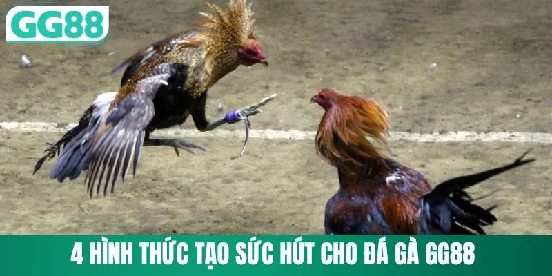 4 hình thức tạo sức hút cho đá gà GG88