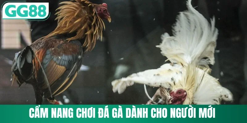 Cẩm nang chơi đá gà dành cho người mới