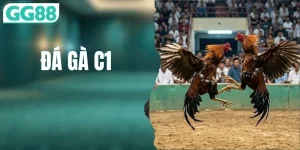 Đá Gà C1 Trực Tiếp Từ GG88 Với Những Chiến Kê Siêu Hạng