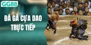 Đá Gà Cựa Dao Trực Tiếp - Siêu Kịch Tính Trên Sân GG88