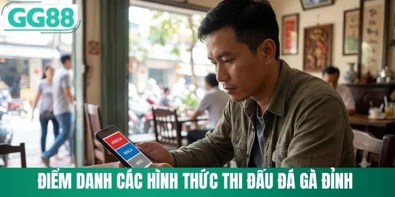Điểm danh các hình thức thi đấu đá gà đỉnh