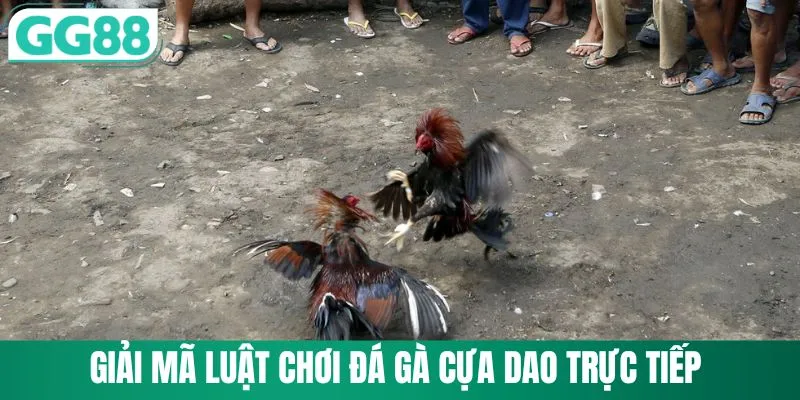 Giải mã luật chơi đá gà cựa dao trực tiếp