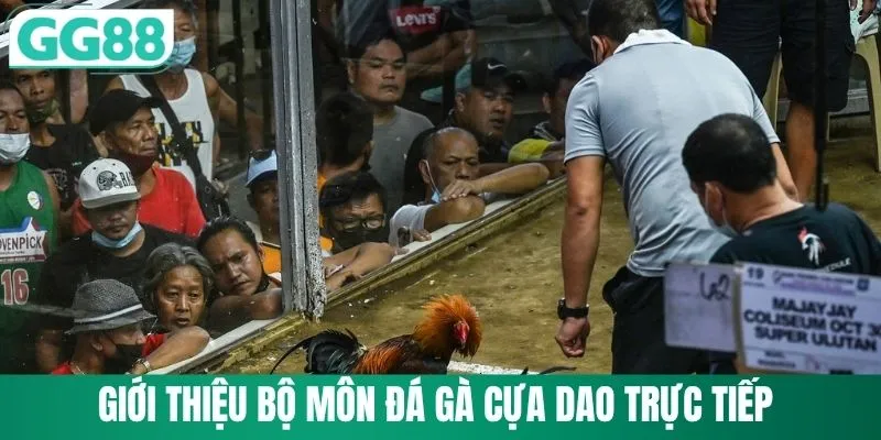 Giới thiệu bộ môn đá gà cựa dao trực tiếp