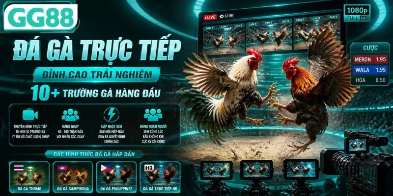 Sân chơi đá gà trực tiếp độc quyền từ 10 trường đấu